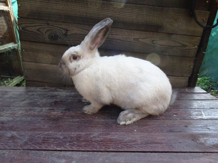 2018 Tineret - Secuiesc Sallander Tineret