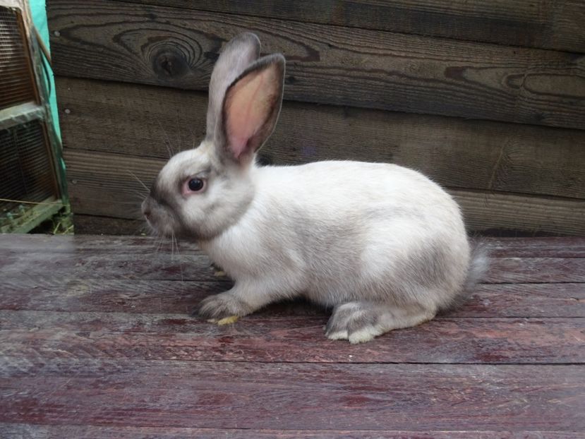  - Secuiesc Sallander Tineret