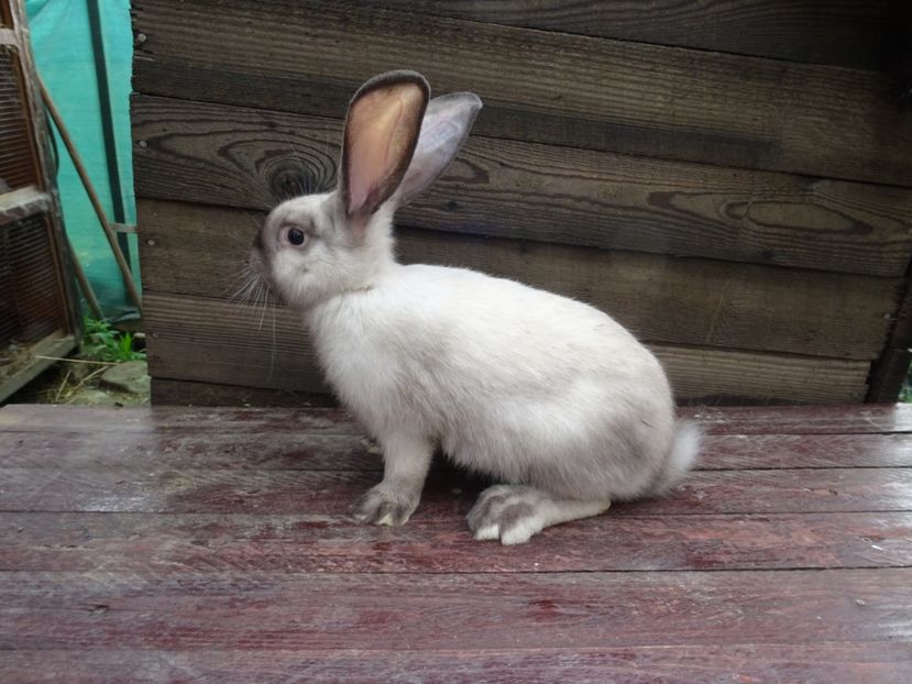  - Secuiesc Sallander Tineret