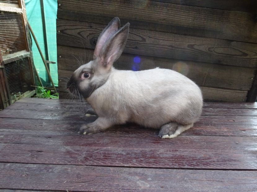  - Secuiesc Sallander Tineret