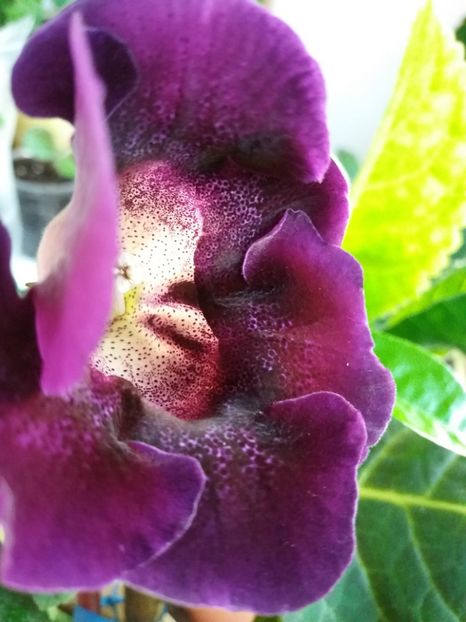  - gloxinia 2018