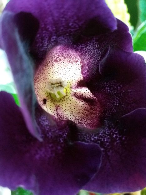  - gloxinia 2018