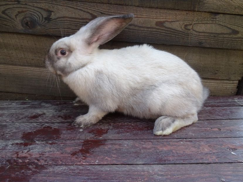  - Secuiesc Sallander Tineret