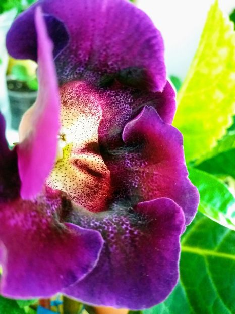 20180806_202047-EFFECTS - gloxinia 2018