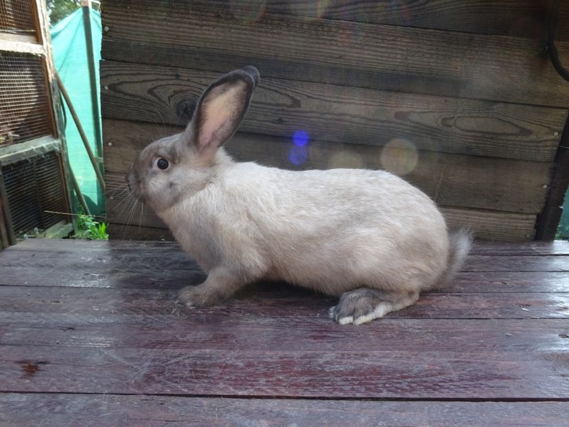  - Secuiesc Sallander Tineret