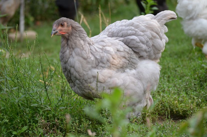  - Brahma negru albastru 2019