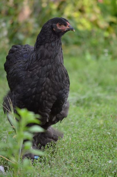  - Brahma negru albastru 2019