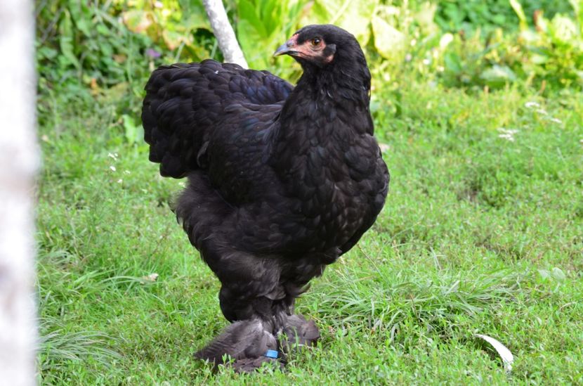  - Brahma negru albastru 2019