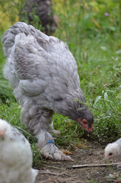  - Brahma negru albastru 2019