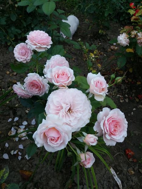  - Louise De Marillac 1