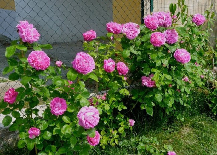 Poza preluată- anul acesta este primul an in grădină - Paul Neyron