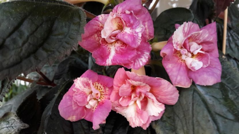 Star Tracker - 09 Achimenes 2018