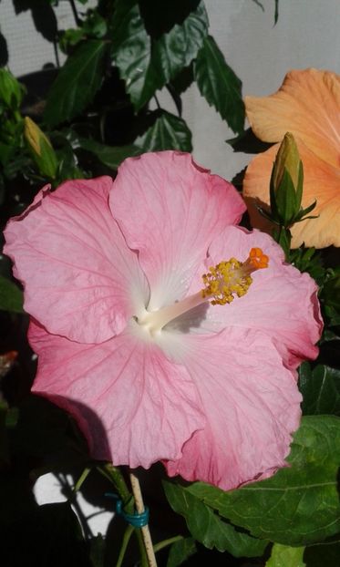  - Pink A
