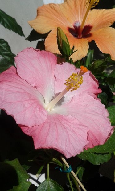  - Pink A