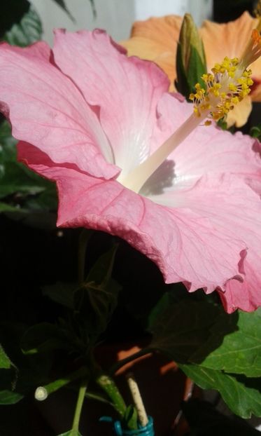  - Pink A