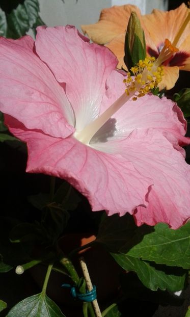  - Pink A