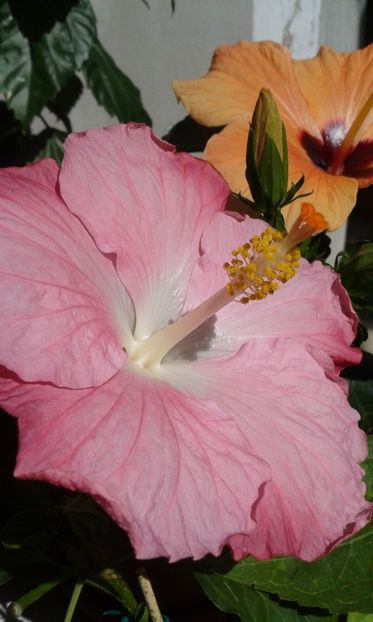  - Pink A