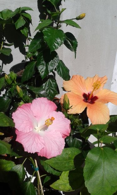  - Pink A