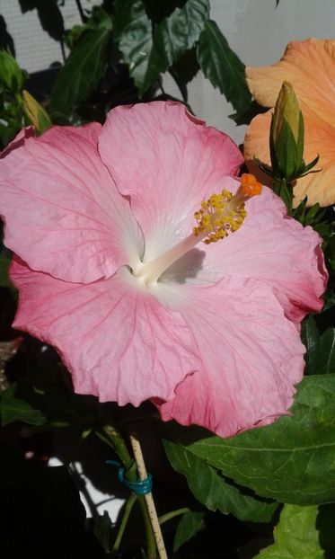  - Pink A
