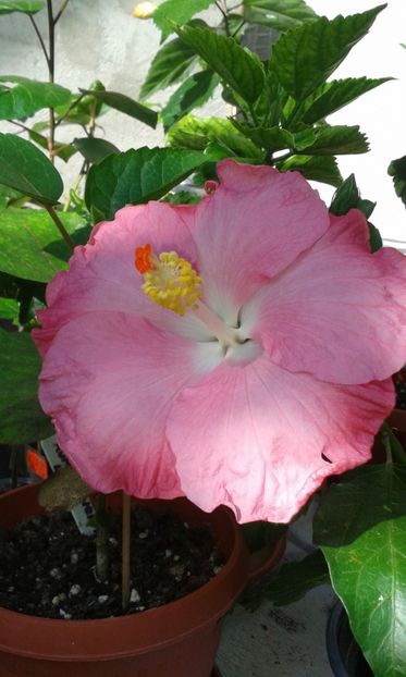  - Pink A