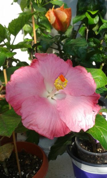  - Pink A