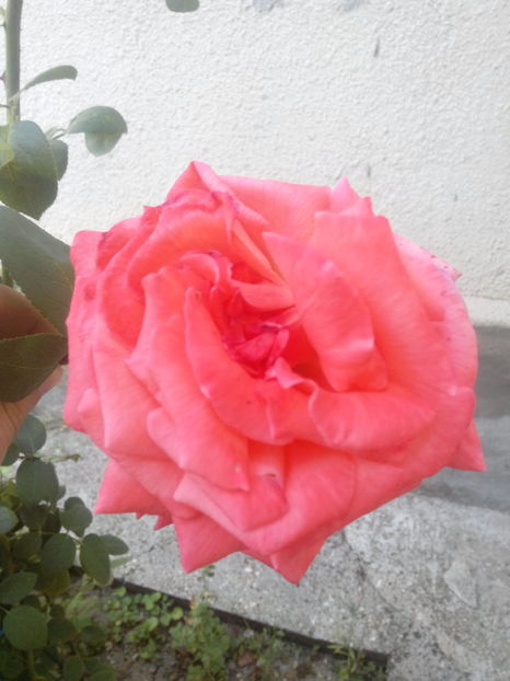  - la tara