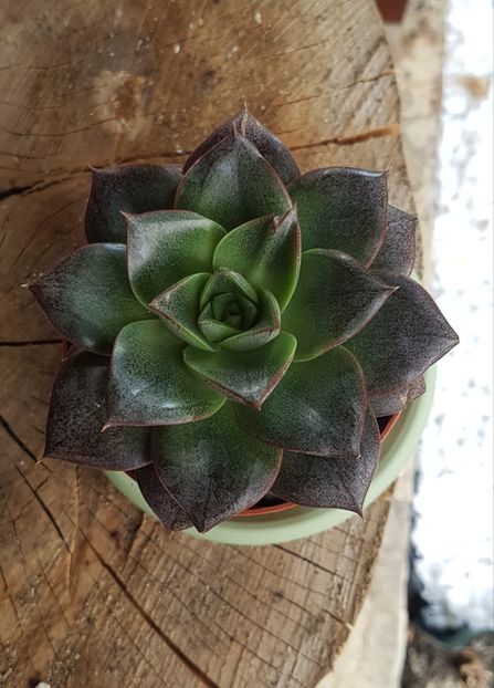 Echeveria purpusorum - Echeveria