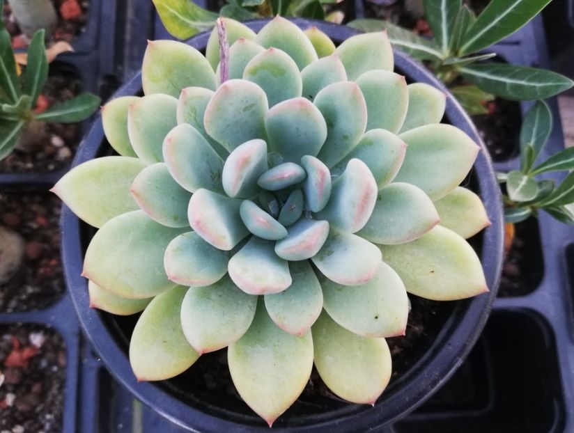 echeveria - Echeveria
