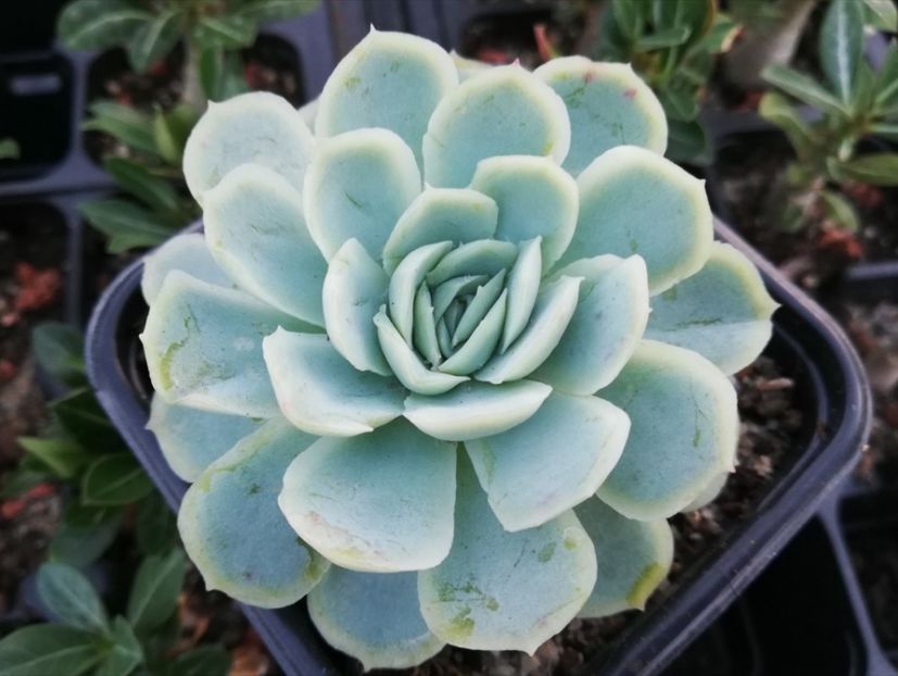 Echeveria elegans - Echeveria