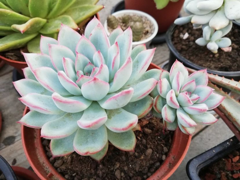 Echeveria "Apus" - Echeveria