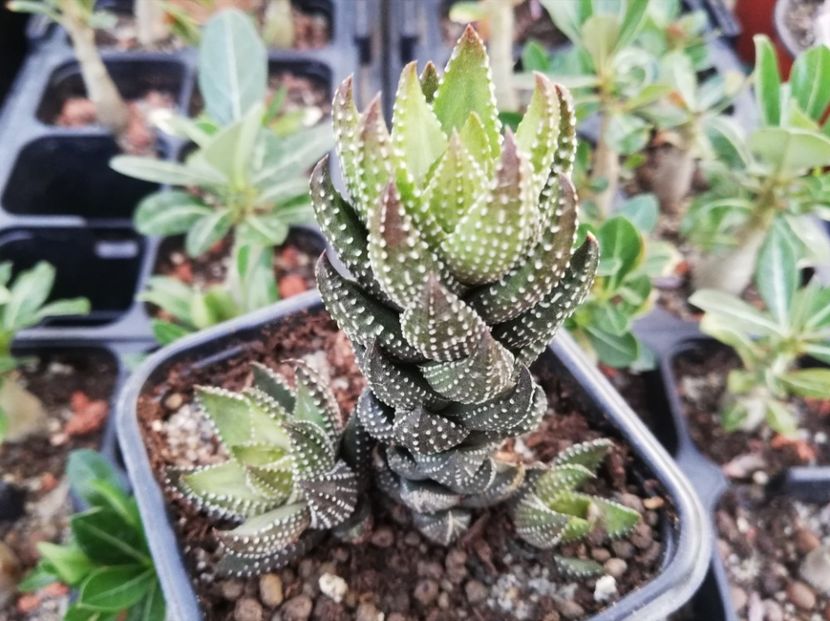 Haworthia coarctata - Haworthia