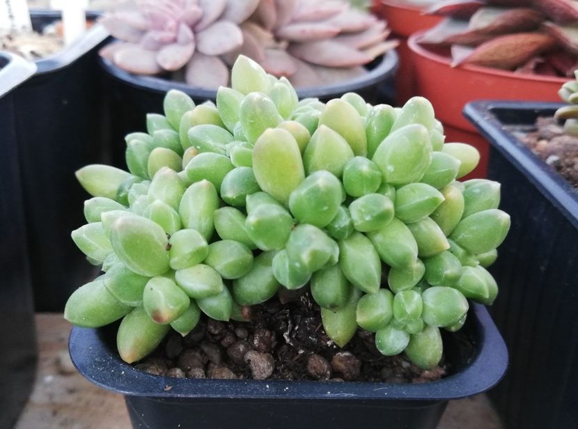 Pachyphytum compactum forma cristată - X - forme cristate