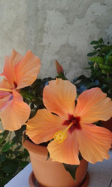  - Cairo apricot