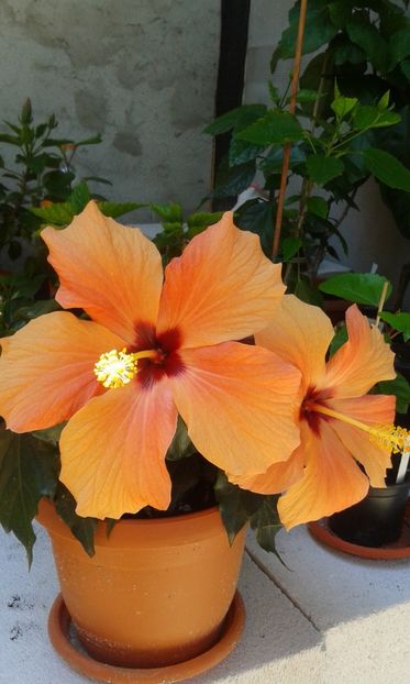  - Cairo apricot