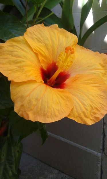  - Adonicus Yellow