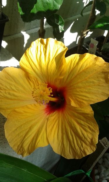  - Adonicus Yellow