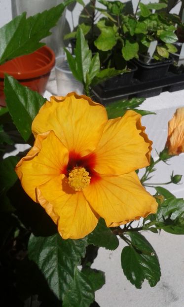  - Adonicus Yellow