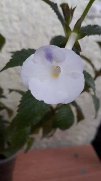  - R18 Himalayan Angel - renuntat