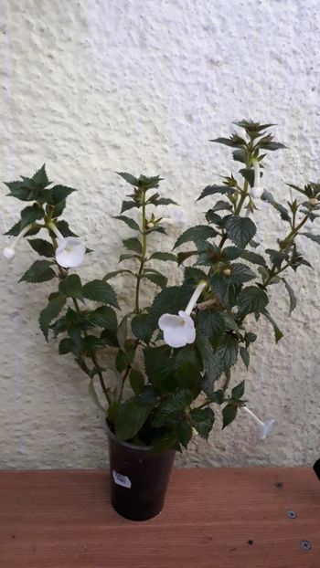  - R18 Himalayan Angel - renuntat