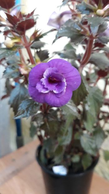 2018 - 001 2021 - Fluffy Wambler