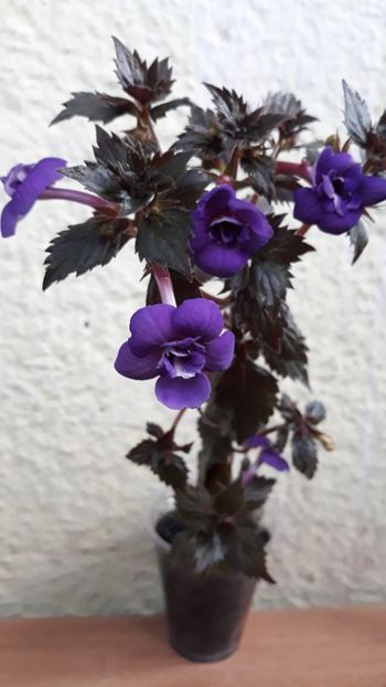  - 001 2021 - Fluffy Wambler