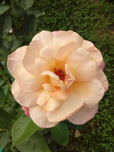  - TRANDAFIRI 2018-2019