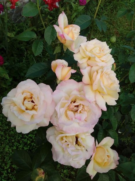  - TRANDAFIRI 2018-2019