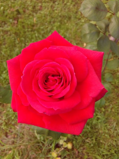  - TRANDAFIRI 2018-2019