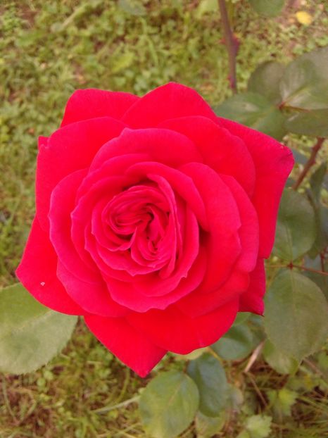  - TRANDAFIRI 2018-2019