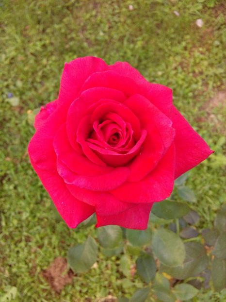  - TRANDAFIRI 2018-2019