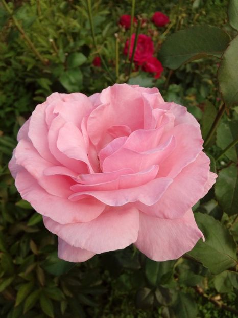  - TRANDAFIRI 2018-2019