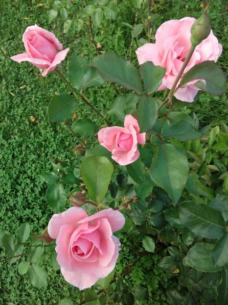  - TRANDAFIRI 2018-2019