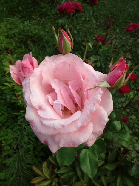  - TRANDAFIRI 2018-2019