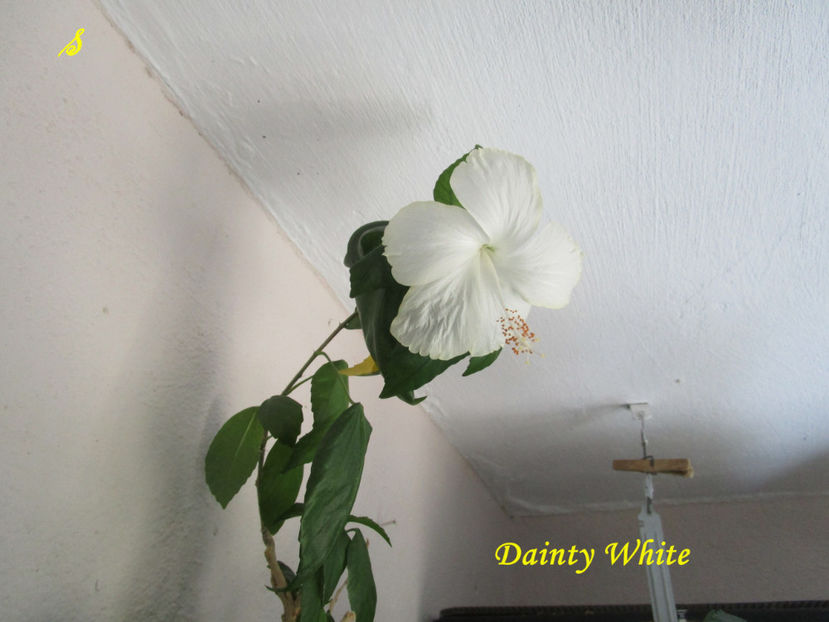 Dainty White(9-08-2018) - Hibiscusi 2018